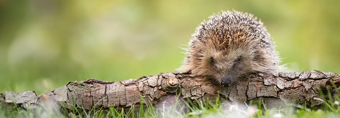 Igel auf Baumstamm